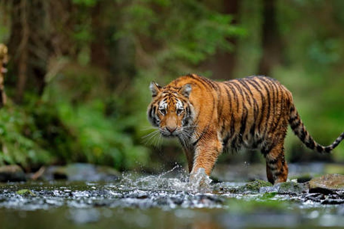 Kehebatan Harimau: Mengapa Ia Dijuluki Rajanya Hutan?